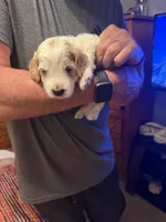 Ozzy, a male Aussiedoodle for sale in Asheville, NC – 1 of 3