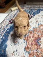 Delliah, a female Aussiedoodle for sale in Asheville, NC – 3 of 6