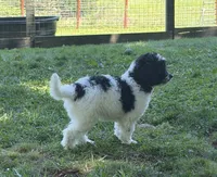 Rizzo, a male Aussiedoodle for sale in Asheville, NC – 3 of 10