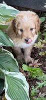Coach, a male Aussiedoodle for sale in Asheville, NC – 5 of 10