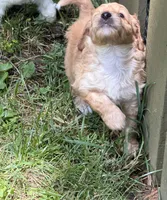 Coach, a male Aussiedoodle for sale in Asheville, NC – 7 of 10