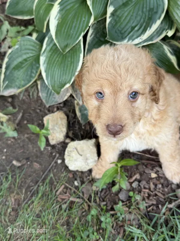 Colby – Aussiedoodle puppy for sale in Asheville, NC