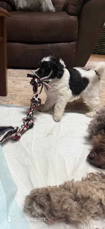 Rizzo – Aussiedoodle puppy for sale in Asheville, NC
