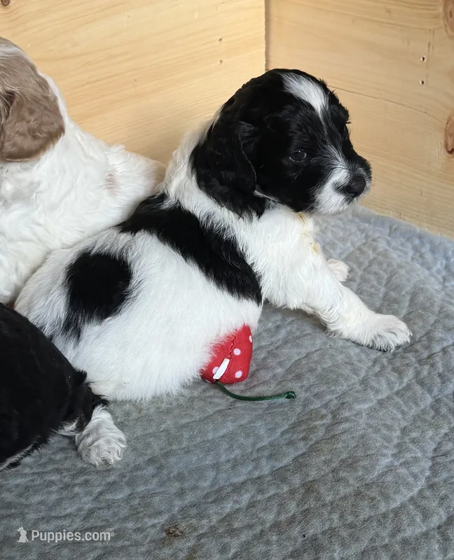 Rizzo – Aussiedoodle puppy for sale in Asheville, NC