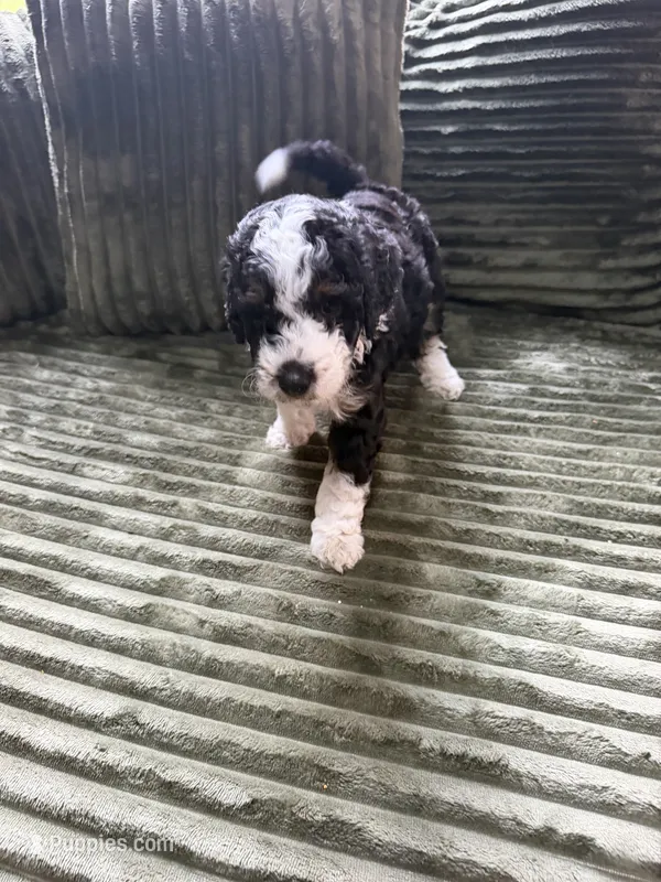 Boston Rob – Aussiedoodle puppy for sale in Asheville, NC