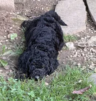 Cirie, a female Aussiedoodle for sale in Asheville, NC – 7 of 10