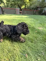 Cirie, a female Aussiedoodle for sale in Asheville, NC – 10 of 10