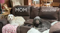 Ozzy, a male Aussiedoodle for sale in Asheville, NC – 2 of 3