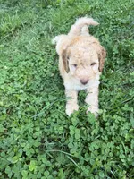 Charlie, a male Aussiedoodle for sale in Asheville, NC – 5 of 10