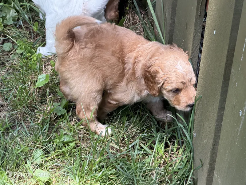 Coach – Aussiedoodle puppy for sale in Asheville, NC
