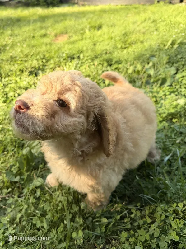 Charlie – Aussiedoodle puppy for sale in Asheville, NC