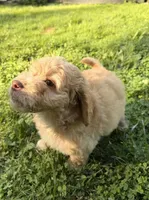 Charlie, a male Aussiedoodle for sale in Asheville, NC – 2 of 10