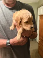 Coach, a male Aussiedoodle for sale in Asheville, NC – 1 of 4