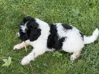 Rizzo, a male Aussiedoodle for sale in Asheville, NC – 8 of 10