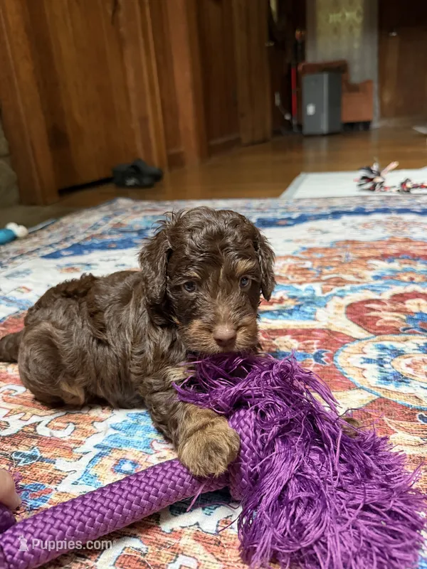 Devins – Aussiedoodle puppy for sale in Asheville, NC