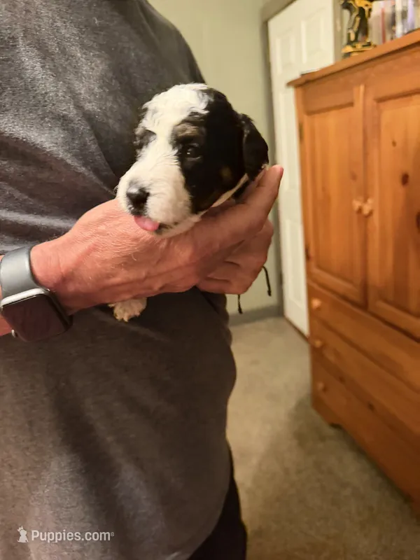 Boston Rob – Aussiedoodle puppy for sale in Asheville, NC