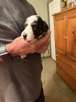 Boston Rob, a male Aussiedoodle for sale in Asheville, NC – 1 of 4