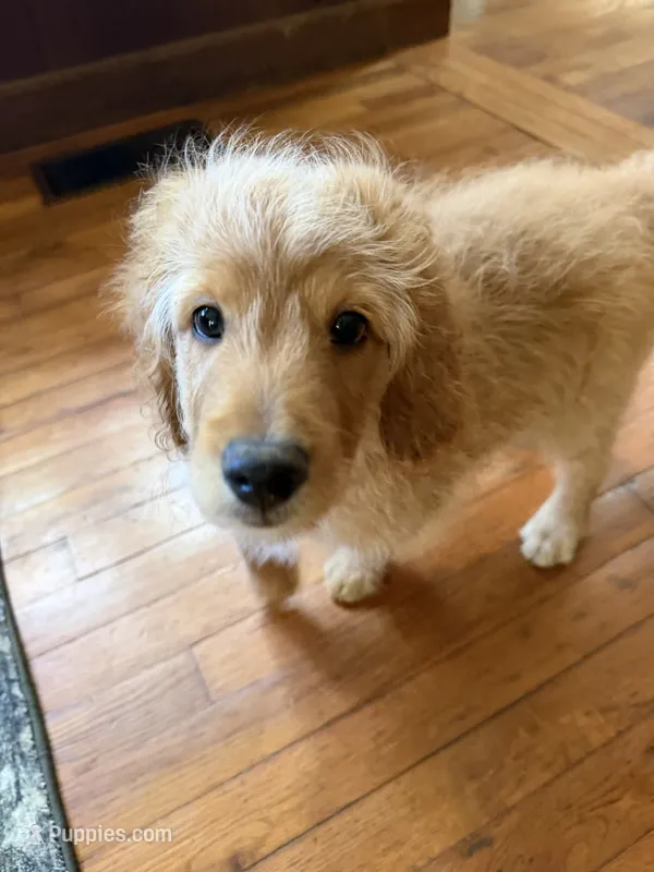Coach – Aussiedoodle puppy for sale in Asheville, NC