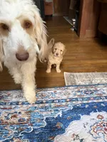 Delliah, a female Aussiedoodle for sale in Asheville, NC – 6 of 6