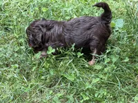 Devins, a male Aussiedoodle for sale in Asheville, NC – 3 of 10