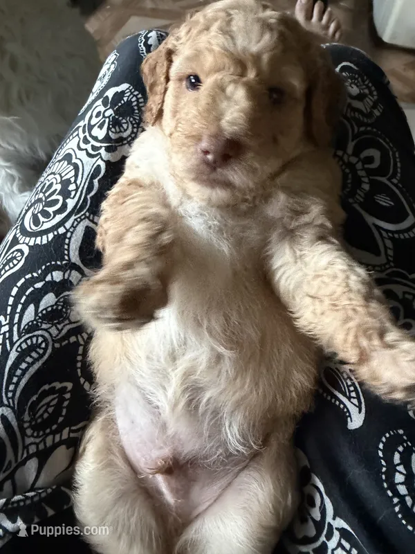 Charlie – Aussiedoodle puppy for sale in Asheville, NC