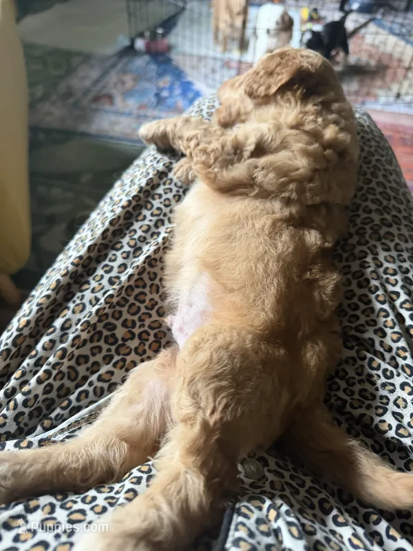 Colby – Aussiedoodle puppy for sale in Asheville, NC