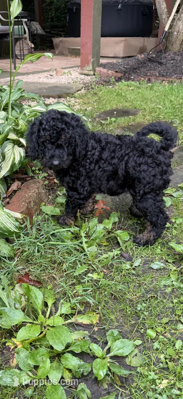Cirie – Aussiedoodle puppy for sale in Asheville, NC