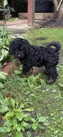 Cirie, a female Aussiedoodle for sale in Asheville, NC – 2 of 10