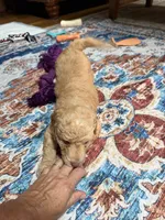 Delliah, a female Aussiedoodle for sale in Asheville, NC – 5 of 6