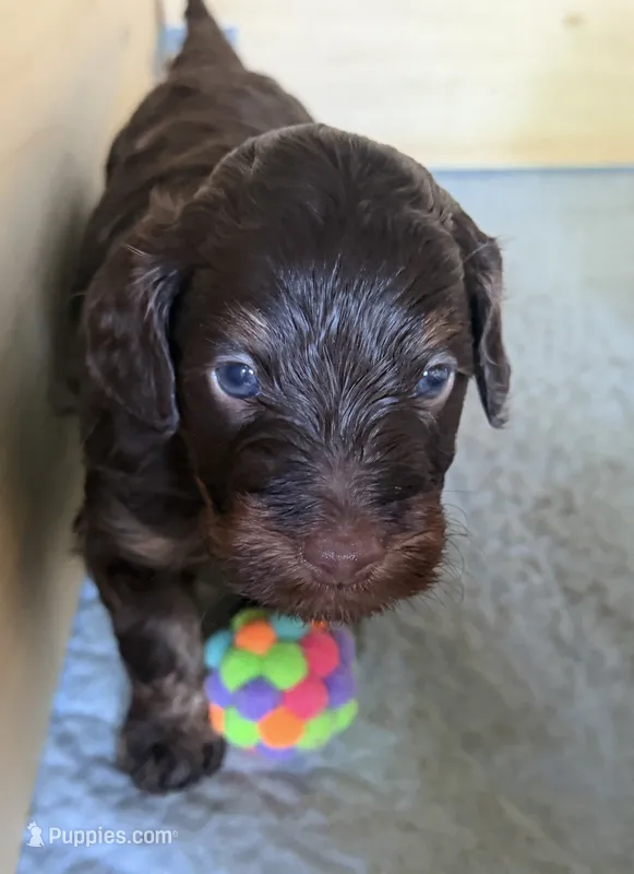 Devin – Aussiedoodle puppy for sale in Asheville, NC