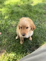 Coach, a male Aussiedoodle for sale in Asheville, NC – 10 of 10