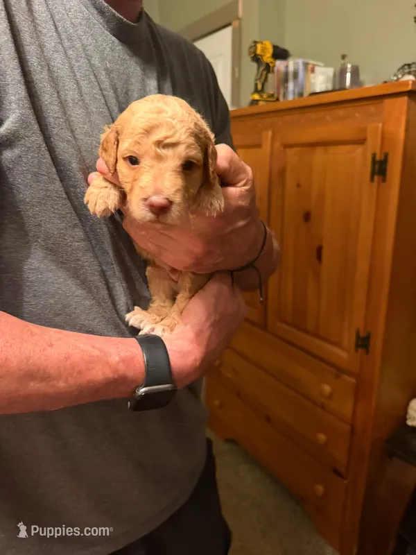 Colby – Aussiedoodle puppy for sale in Asheville, NC