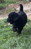 Cirie, a female Aussiedoodle for sale in Asheville, NC – 4 of 10