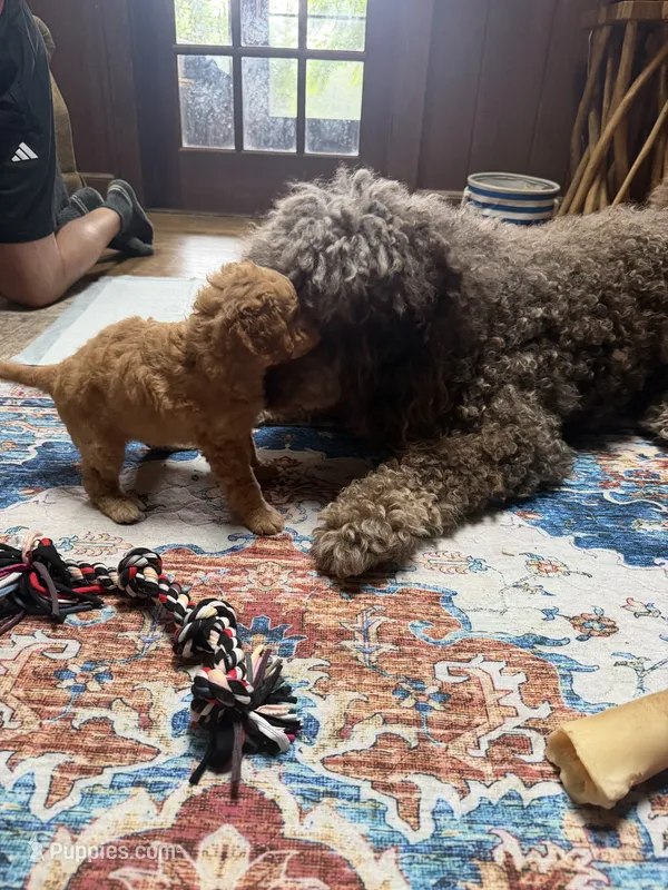 Colby – Aussiedoodle puppy for sale in Asheville, NC