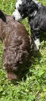 Devins, a male Aussiedoodle for sale in Asheville, NC – 2 of 10