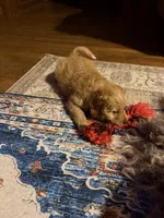 Coach, a male Aussiedoodle for sale in Asheville, NC – 8 of 10