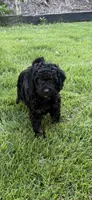 Cirie, a female Aussiedoodle for sale in Asheville, NC – 8 of 10
