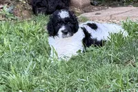 Rizzo, a male Aussiedoodle for sale in Asheville, NC – 10 of 10