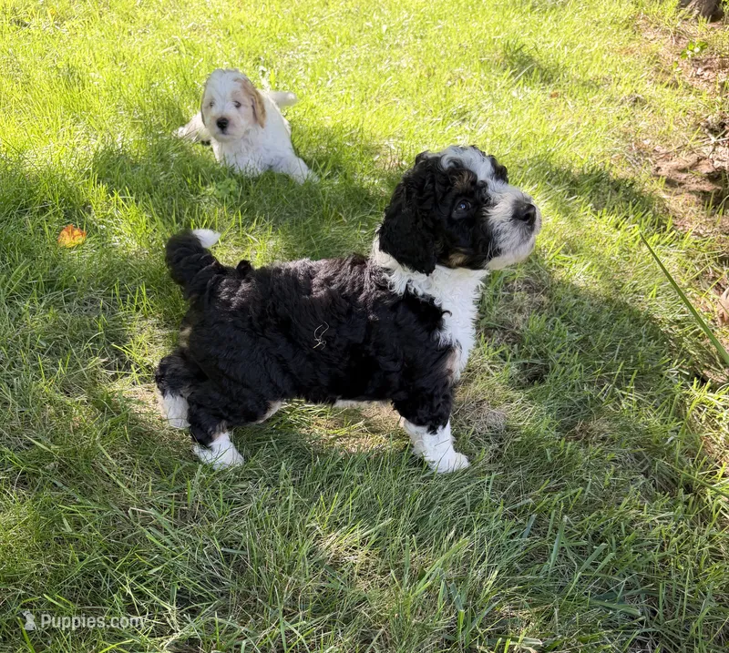 Boston Rob – Aussiedoodle puppy for sale in Asheville, NC