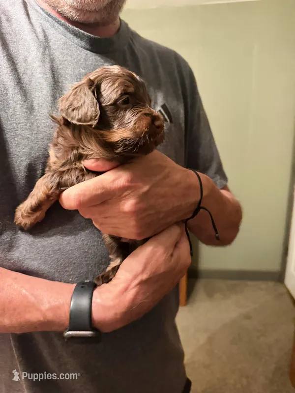 Devin – Aussiedoodle puppy for sale in Asheville, NC