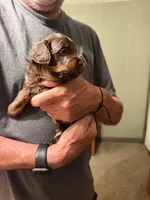 Devin, a male Aussiedoodle for sale in Asheville, NC – 1 of 4
