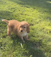 Coach, a male Aussiedoodle for sale in Asheville, NC – 3 of 10