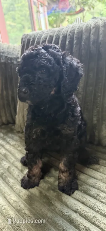 Cirie – Aussiedoodle puppy for sale in Asheville, NC