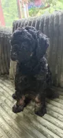 Cirie, a female Aussiedoodle for sale in Asheville, NC – 5 of 10