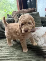 Charlie, a male Aussiedoodle for sale in Asheville, NC – 1 of 10