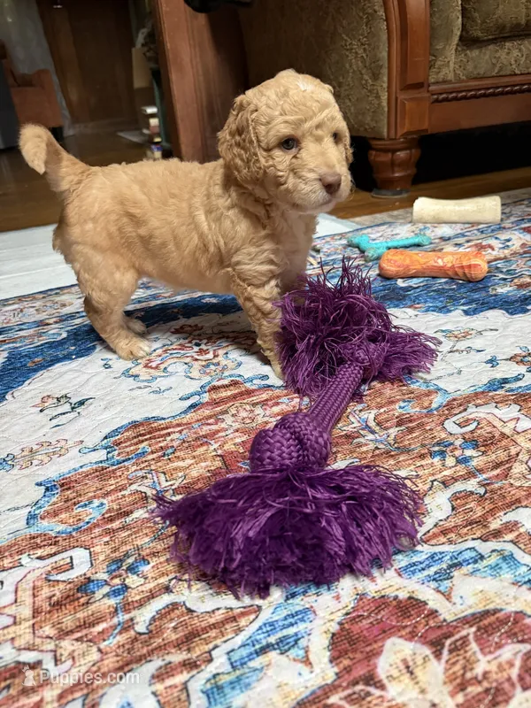 Delliah – Aussiedoodle puppy for sale in Asheville, NC