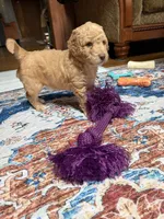 Delliah, a female Aussiedoodle for sale in Asheville, NC – 1 of 6