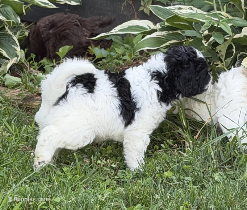 Rizzo – Aussiedoodle puppy for sale in Asheville, NC