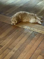 Charlie, a male Aussiedoodle for sale in Asheville, NC – 4 of 10