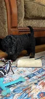 Cirie, a female Aussiedoodle for sale in Asheville, NC – 9 of 10